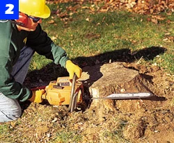 The stump should be cut as close to ground as possible prior to grinding.